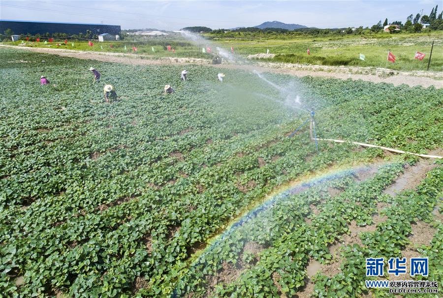 中國電子發(fā)起設(shè)立PK體系生態(tài)聯(lián)盟