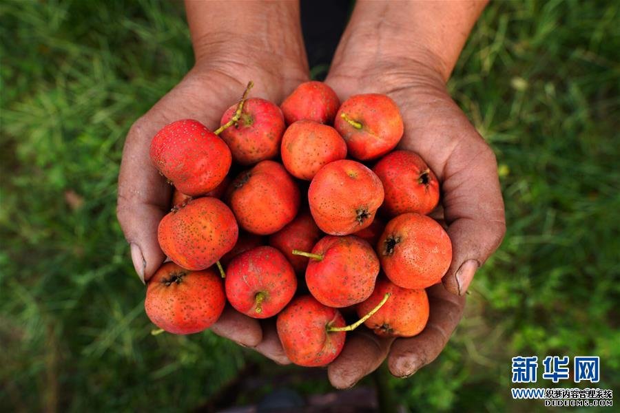 中國電子發(fā)起設(shè)立PK體系生態(tài)聯(lián)盟